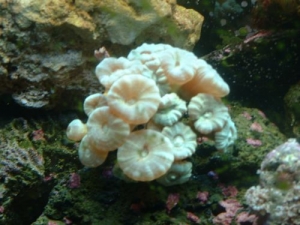 New Green Candy Coral