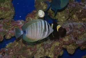 Sailfin-90