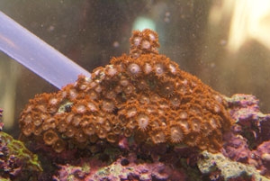 Orange-zoa-300