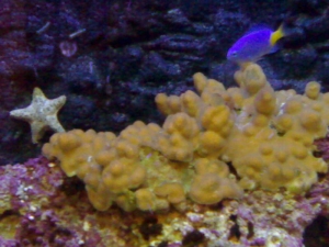 gulf reef from dark126