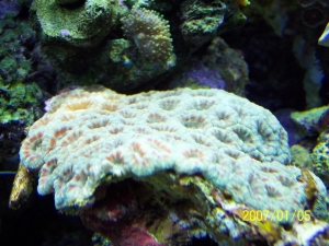 Acan's