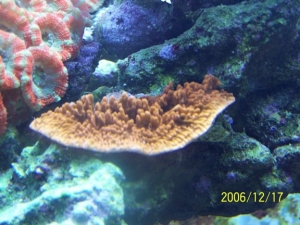 Red cap