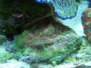 Coral