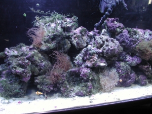 reef2