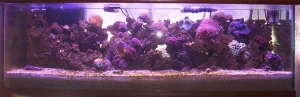 100 gal reef 12-10-06