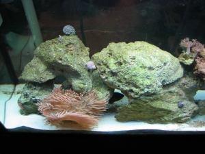 Left side of tank