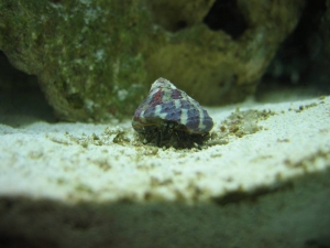 Next day Found this new creature :P (zebra in old turbo shell)