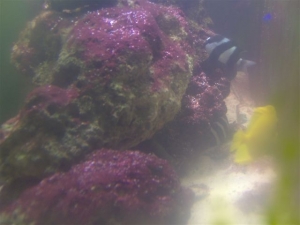 red slime, algae attack
