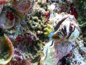reef-tank-012
