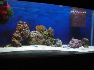 reef-tank-055