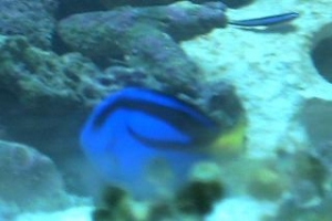 BlueTang