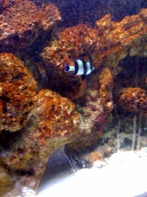 4 striped