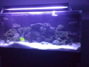 Tank shot
