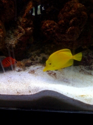 Yellow Tang