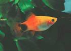mickey mouse platy, i'm breeding them too