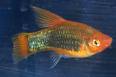 platy, i'm breeding them