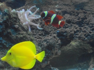 Gold-stripe Maroon Clownfish, Yellow Tang, Condy Anemone.