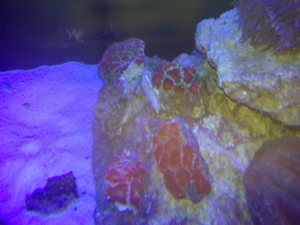 My acans