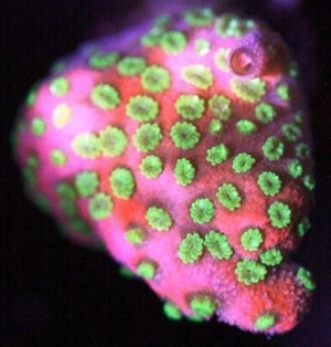 coral 048