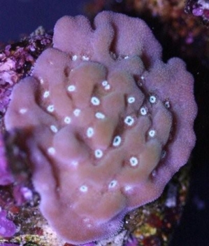 coral 013