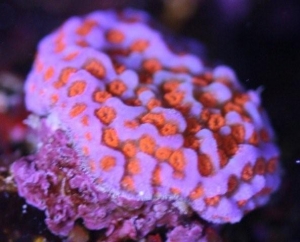 coral 025