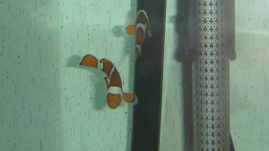 the mated pair :)