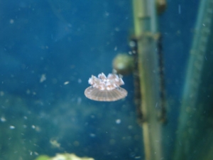 medium jellyfish on the move small