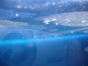 small baby jellyfish