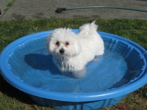 lily pool
