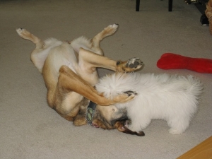 playing