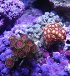 zoas