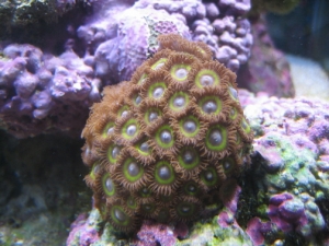 miscZoa1