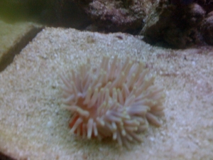 This is my anemone the first day i bought it