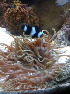What kind of anemone is this?