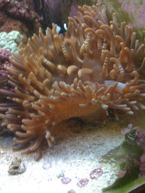 It's Pretty    :)