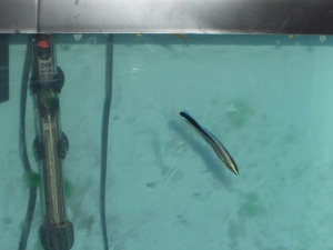 Cleaner wrasse in QT tank.