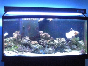 The 72 gallon reef with ricordeas, mushrooms, and anenomes.