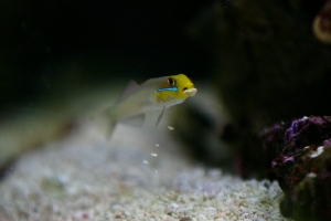 My ghs goby sifting the sand