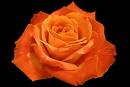 FQOYCCAVSLOHWCASAYXBSCA90YCZHCAJ83X1ACAWN1RJICA2SHVVHCAQ470I0CAO4DCF2CAR68HWBCABU302ACAE54C85CARCPQBRCAKQYCTBCA1EXKIUCA5VGGQYCAU06O6MCAELHVCVCAGF12WX
