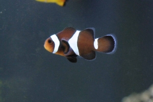 black clown
