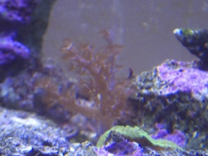 colt coral, with a bright green shroom right infront of it