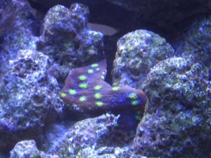 favia i think frag that was given to me