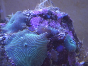 mushroom rock with some damn abtasias