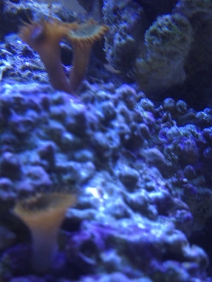 button polyps