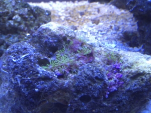gsp