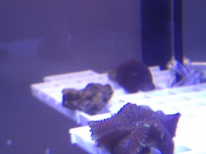frag rack
