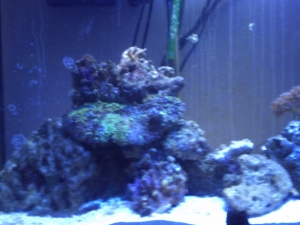 left half of tank