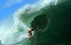 shark wave