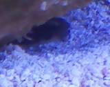 Sift is his name