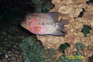 male fancy flowerhorn  , 1 year old
